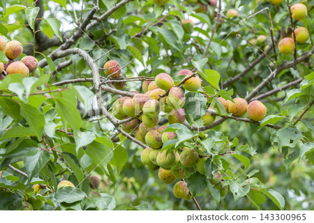 Plum fruit 143300965