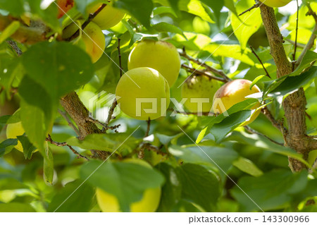 Plum fruit Plum fruit 143300966