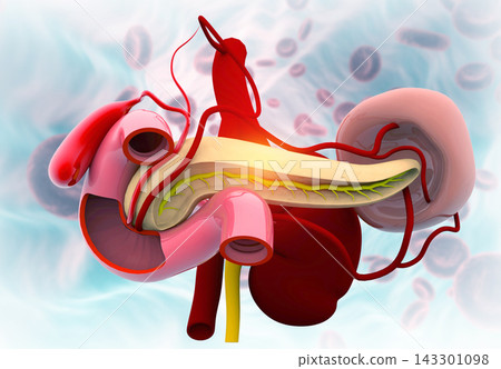 Human pancreas anatomy. Medical background Human pancreas anatomy. Medical background 143301098