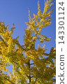 Under the blue sky, the ginkgo leaves are turning yellow. 143301124