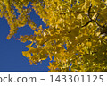 Under the blue sky, the ginkgo leaves are turning yellow. 143301125