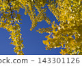 Under the blue sky, the ginkgo leaves are turning yellow. 143301126
