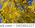 Under the blue sky, the ginkgo leaves are turning yellow. 143301127
