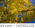 Under the blue sky, the ginkgo leaves are turning yellow. 143301128