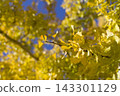 Under the blue sky, the ginkgo leaves are turning yellow. 143301129