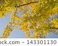 Under the blue sky, the ginkgo leaves are turning yellow. 143301130