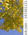 Under the blue sky, the ginkgo leaves are turning yellow. 143301131