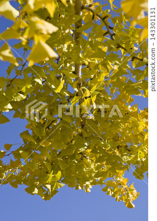 Under the blue sky, the ginkgo leaves are turning yellow. 143301131
