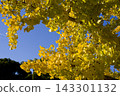 Under the blue sky, the ginkgo leaves are turning yellow. 143301132