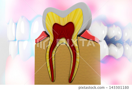 Tooth cross section. science background 143301180