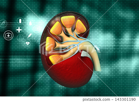 kidney cross section kidney cross section 143301190