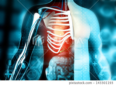 Human body cross section anatomy Human body cross section anatomy 143301193