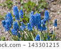 Muscari 143301215
