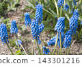 Muscari 143301216