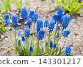 Muscari 143301217
