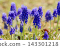 Muscari 143301218