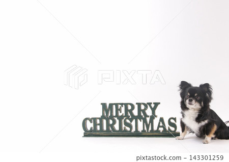 A black Chihuahua snuggles up to Christmas lettering against a white background. A black Chihuahua snuggles up to Christmas lettering against a white background. 143301259