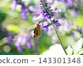 A skipper butterfly sipping nectar from a purple flower. 143301348