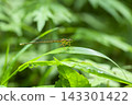 Monosha Tombo 143301422