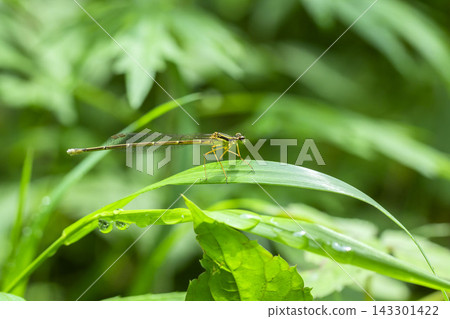 Monosha Tombo Monosha Tombo 143301422
