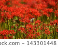 A field of spider lilies and swallowtail butterflies 143301448