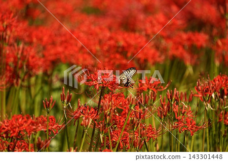 A field of spider lilies and swallowtail butterflies A field of spider lilies and swallowtail butterflies 143301448