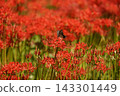 A field of spider lilies and swallowtail butterflies 143301449