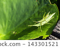 Atractomorpha lata 143301521