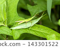 Atractomorpha lata 143301522