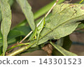 Atractomorpha lata 143301523