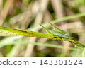 Atractomorpha lata 143301524