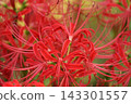 A cluster amaryllis 143301557