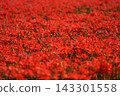 A cluster amaryllis 143301558