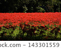 A cluster amaryllis 143301559