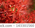 A cluster amaryllis 143301560