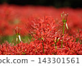 A cluster amaryllis 143301561