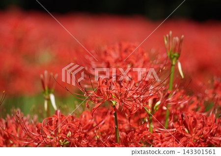 A cluster amaryllis A cluster amaryllis 143301561