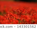 A cluster amaryllis 143301562