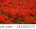 A field of spider lilies and swallowtail butterflies 143301572