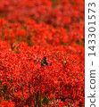 A field of spider lilies and swallowtail butterflies 143301573