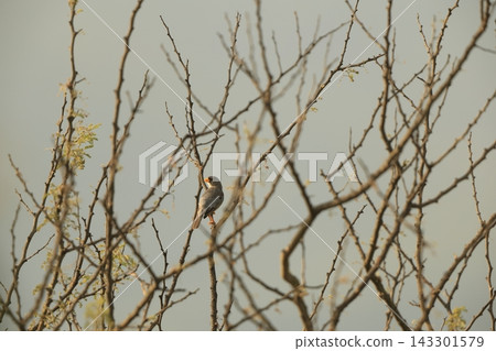 Japanese White-fronted Bunting Japanese White-fronted Bunting 143301579