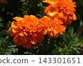 Dew-covered marigold flowers 143301651