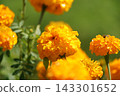 Dew-covered marigold flowers 143301652