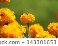 Dew-covered marigold flowers 143301653