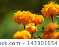 Dew-covered marigold flowers 143301654