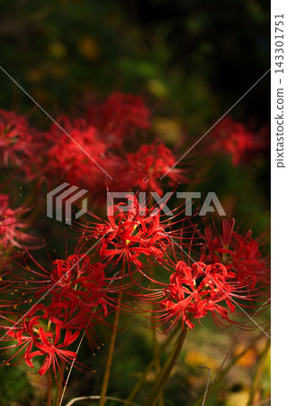 Cluster amaryllis in the autumn field Cluster amaryllis in the autumn field 143301751