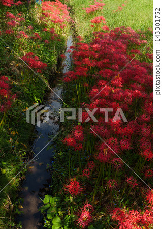 Cluster amaryllis in the autumn field 143301752