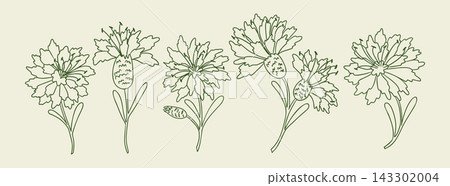 Botanical line drawing of blooming flowers and seed pods in a horizontal arrangement with delicate green outlines on a pale background, floral illustration Botanical line drawing of blooming flowers and seed pods in a horizontal arrangement with delicate green outlines on a pale background, floral illustration 143302004