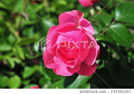 Pink Rose Flower Blooming in Garden with Lush Green Foliage Pink Rose Flower Blooming in Garden with Lush Green Foliage 143302201