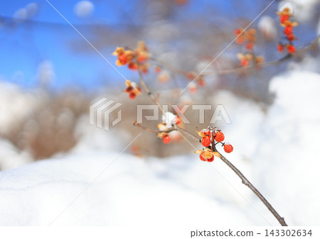 覆蓋著新雪的紅漿果是南蛇藤(Celastrus orbiculatus)的紅色漿果。 覆蓋著新雪的紅漿果是南蛇藤(Celastrus orbiculatus)的紅色漿果。 143302634